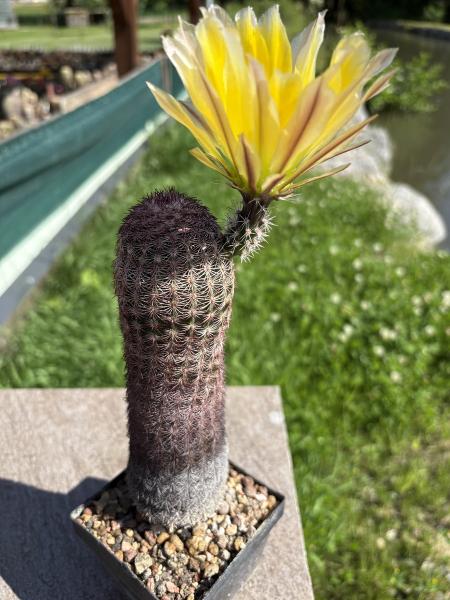 Echinocereus pectinatus gelb